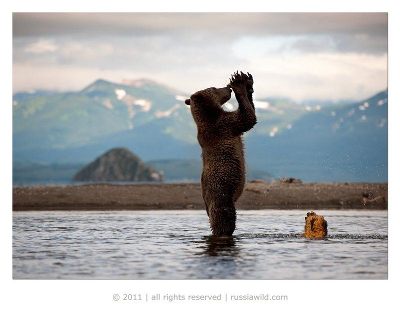 Очень вкусный и полезный пеньphoto preview