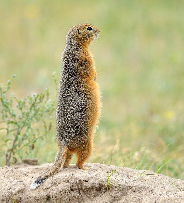 животные, якутия В ожидании...photo preview