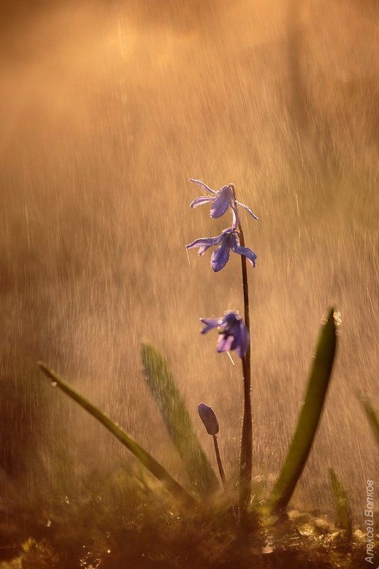 Дикая природа, Пролеска, Сцилла Весенняя #3photo preview