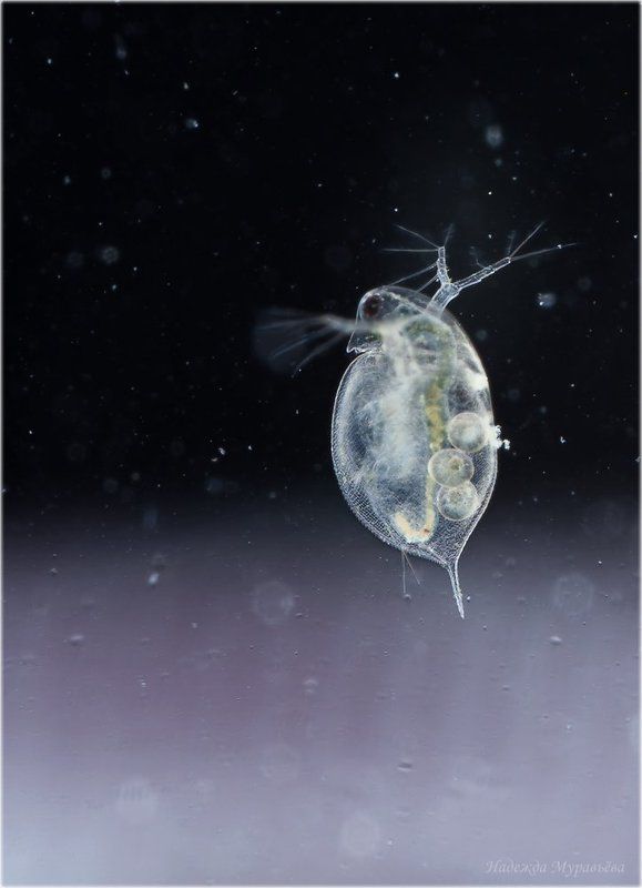 Космонавтphoto preview