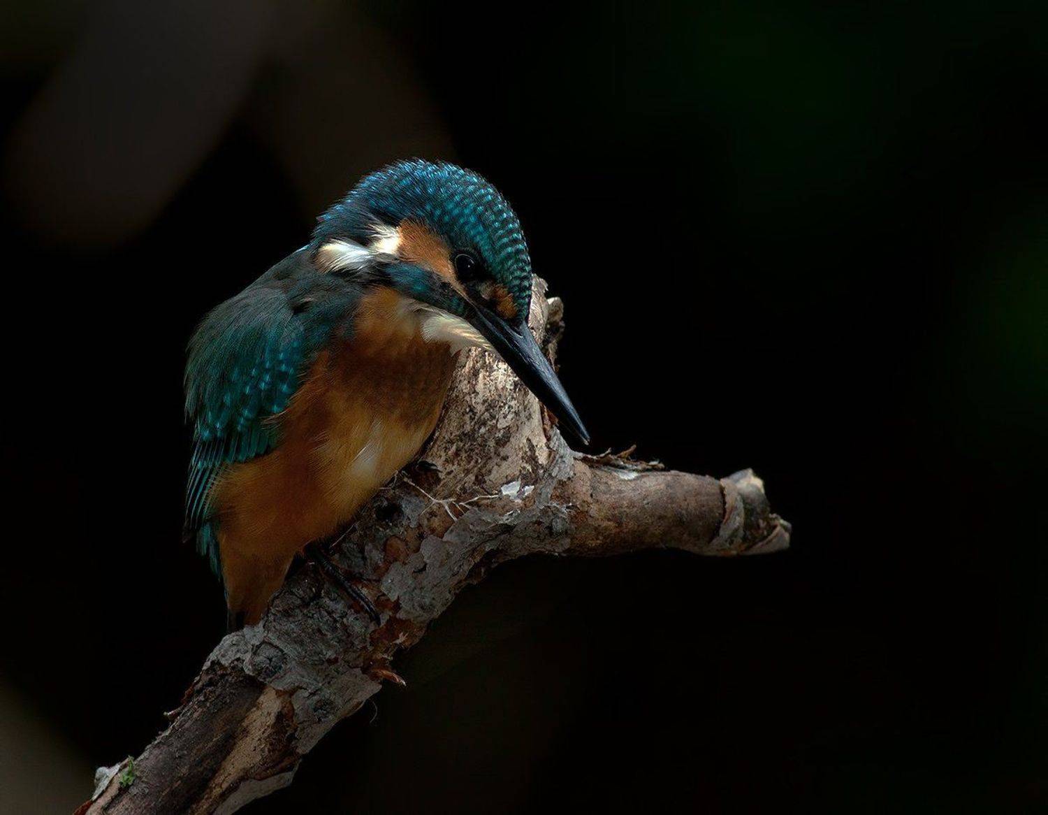 , Стефан Дянков