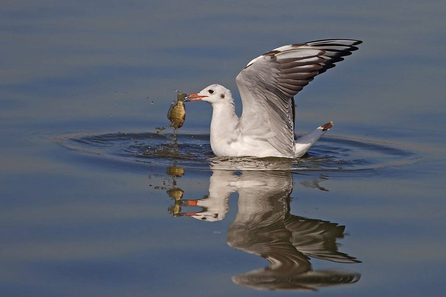 Ловись рыбка... Автор: Yuri Gomelsky , Yuri Gomelsky