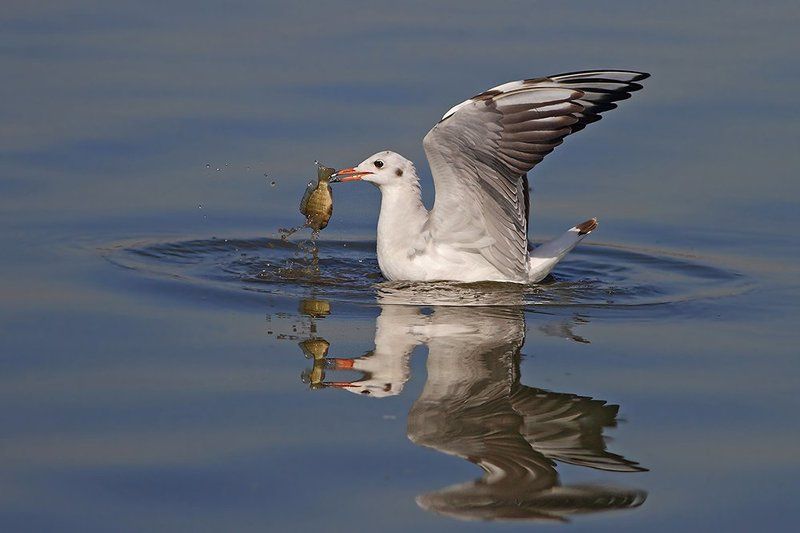 Ловись рыбка..photo preview