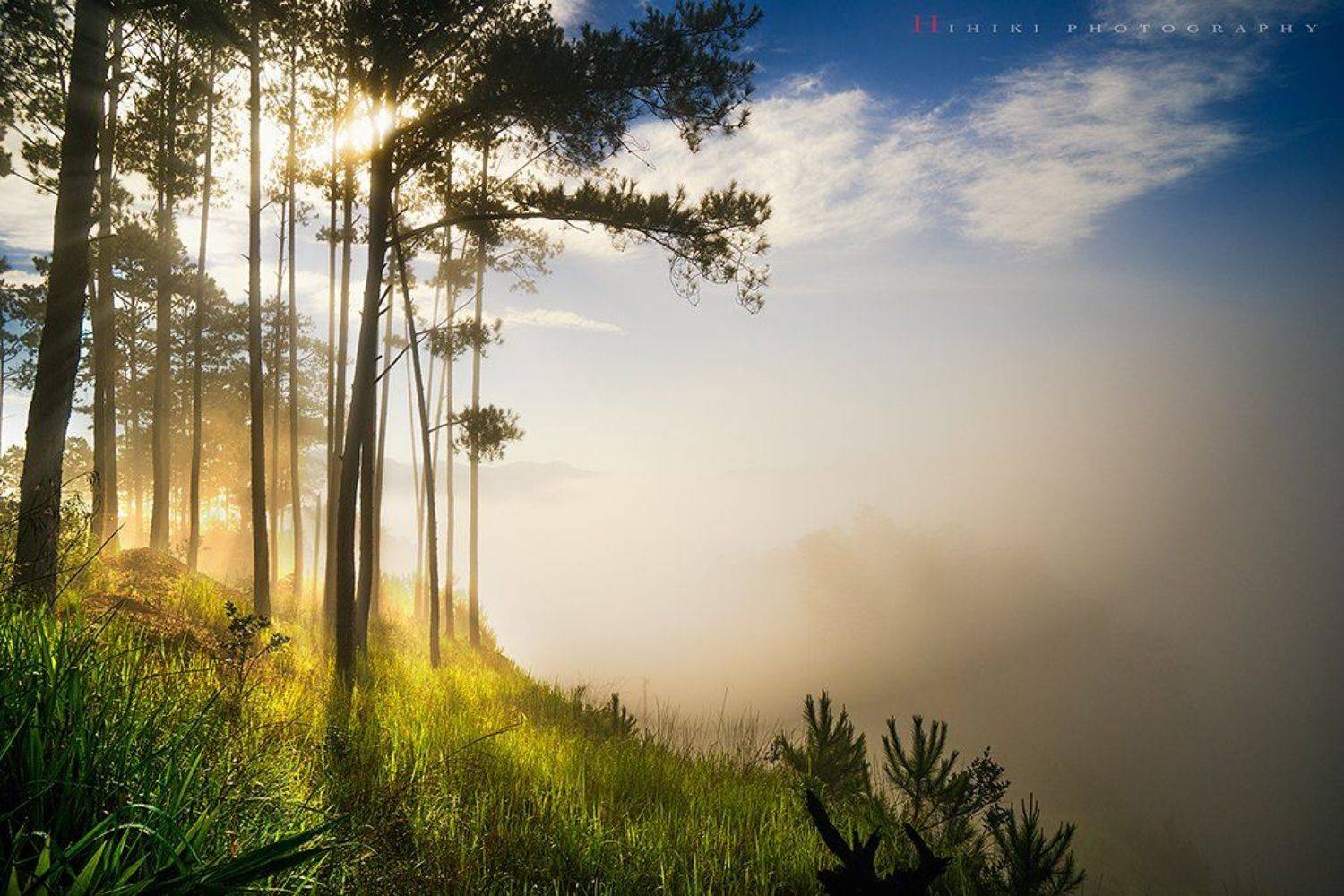 morning. Автор: Hai Trinh Xuan , Hai Trinh Xuan