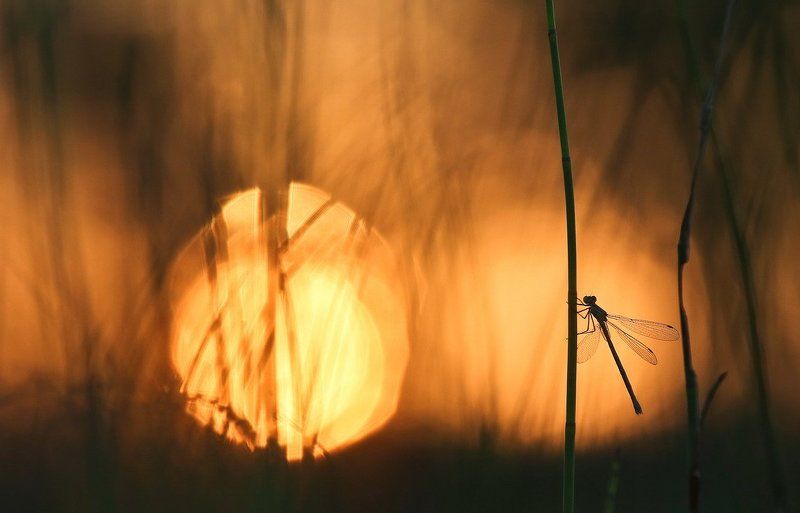 Сон.photo preview