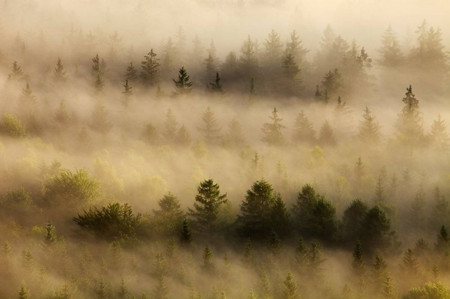 Trees in the Mist. Автор: Martin Rak , Martin Rak
