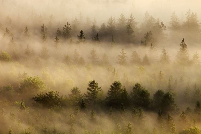 Trees in the Mistphoto preview