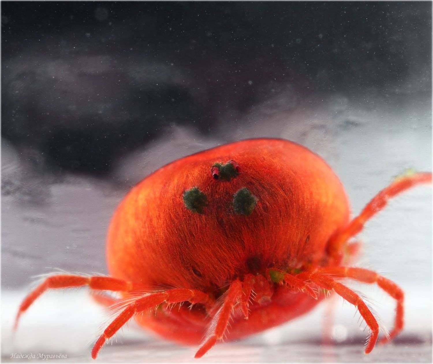 Синьор-помидор. Автор: Надежда Муравьёва , Надежда Муравьёва