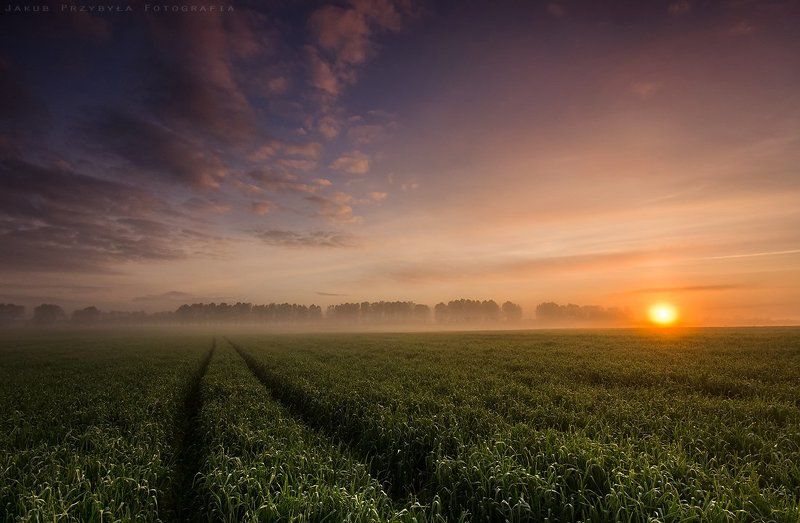 Fog, Jakub przybyla Spring fieldphoto preview