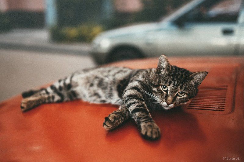 Автомобиль, Двор, Капот, Кот, Сон Кот на капотеphoto preview