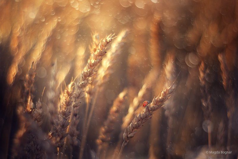 Golden Summerphoto preview