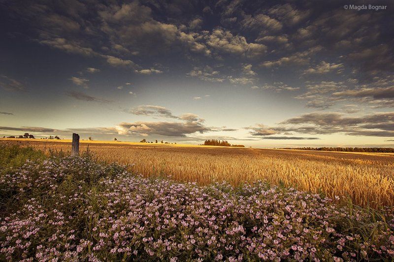 Summer Fieldsphoto preview