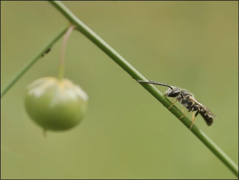 Локоток...photo preview