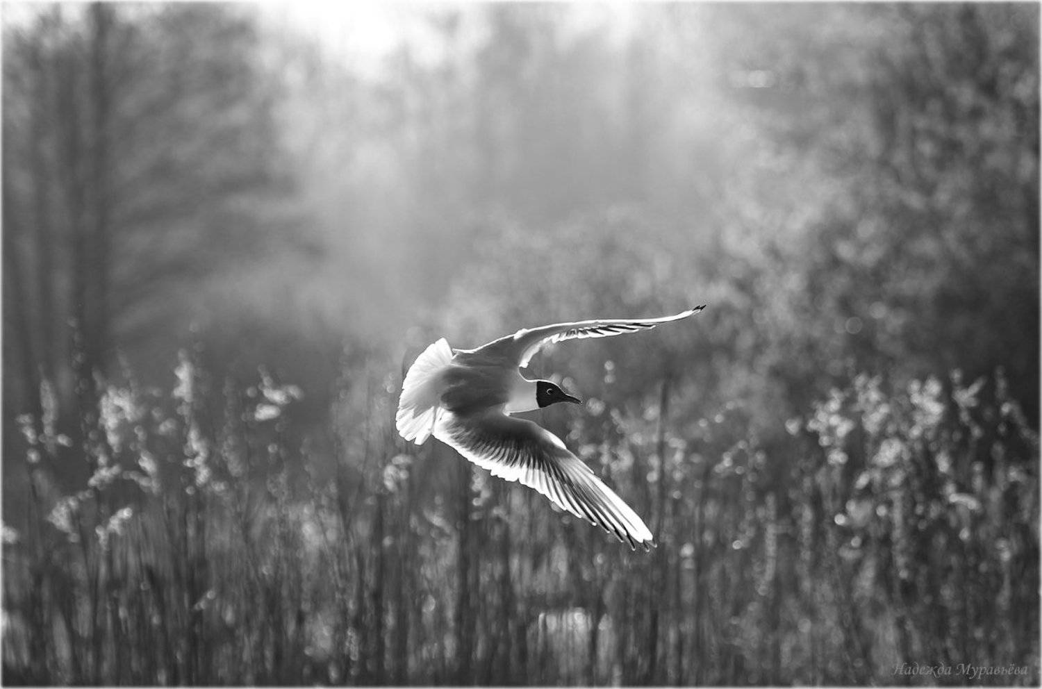 Полёт. Автор: Надежда Муравьёва Larus, Ridibundus, Озёрная, Полёт, Рассвет, Чайка, Надежда Муравьёва