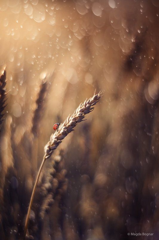 Golden Summer IIphoto preview