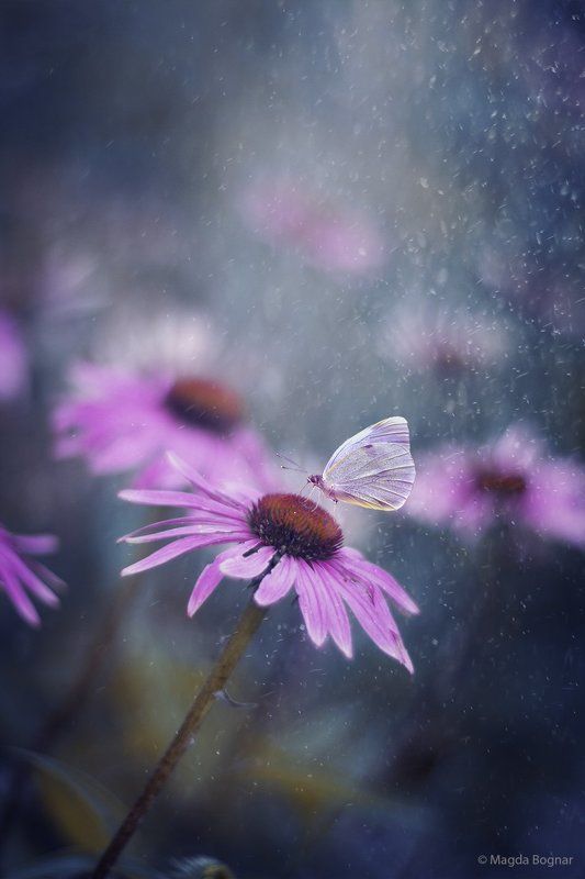 Secret Gardenphoto preview