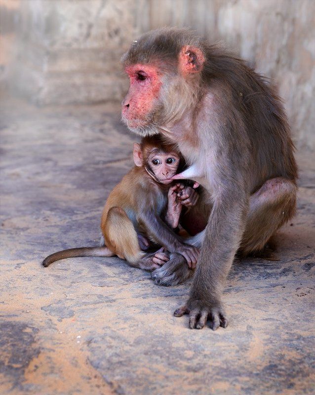 Macierzyństwo фото превью