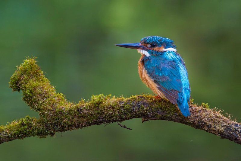 Kingfisher, Зимородок, Портрет зимородка, Саров, Фотоохота, Экзотическая птица, Яркая птица, Яркое оперение Утренний портрет зимородка.photo preview