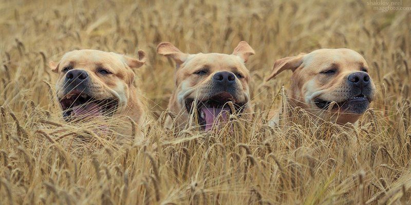 Cute Cerberusphoto preview