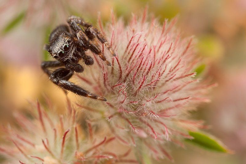 Пушистыеphoto preview