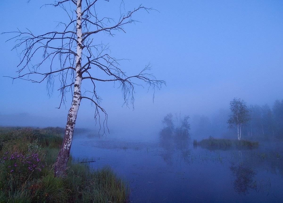 ***. Автор: Владимир Перепечаев , Владимир Перепечаев