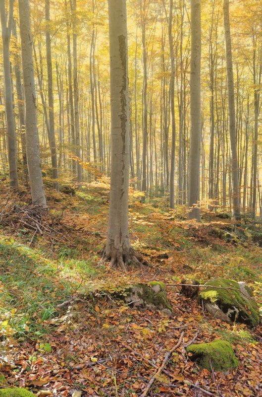 Abandoned Lovephoto preview