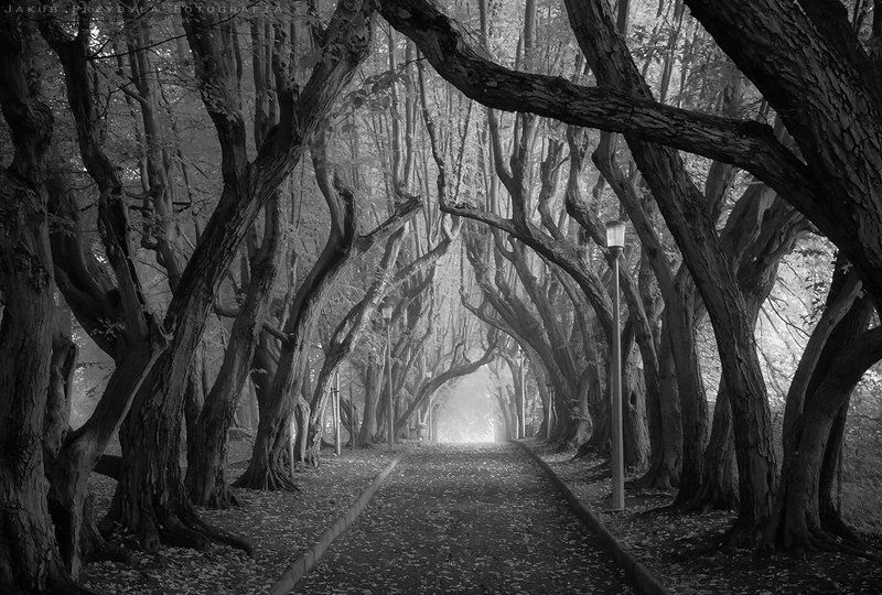 Hornbeam avenuephoto preview