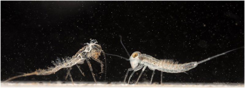 - А ты кто такой?!photo preview