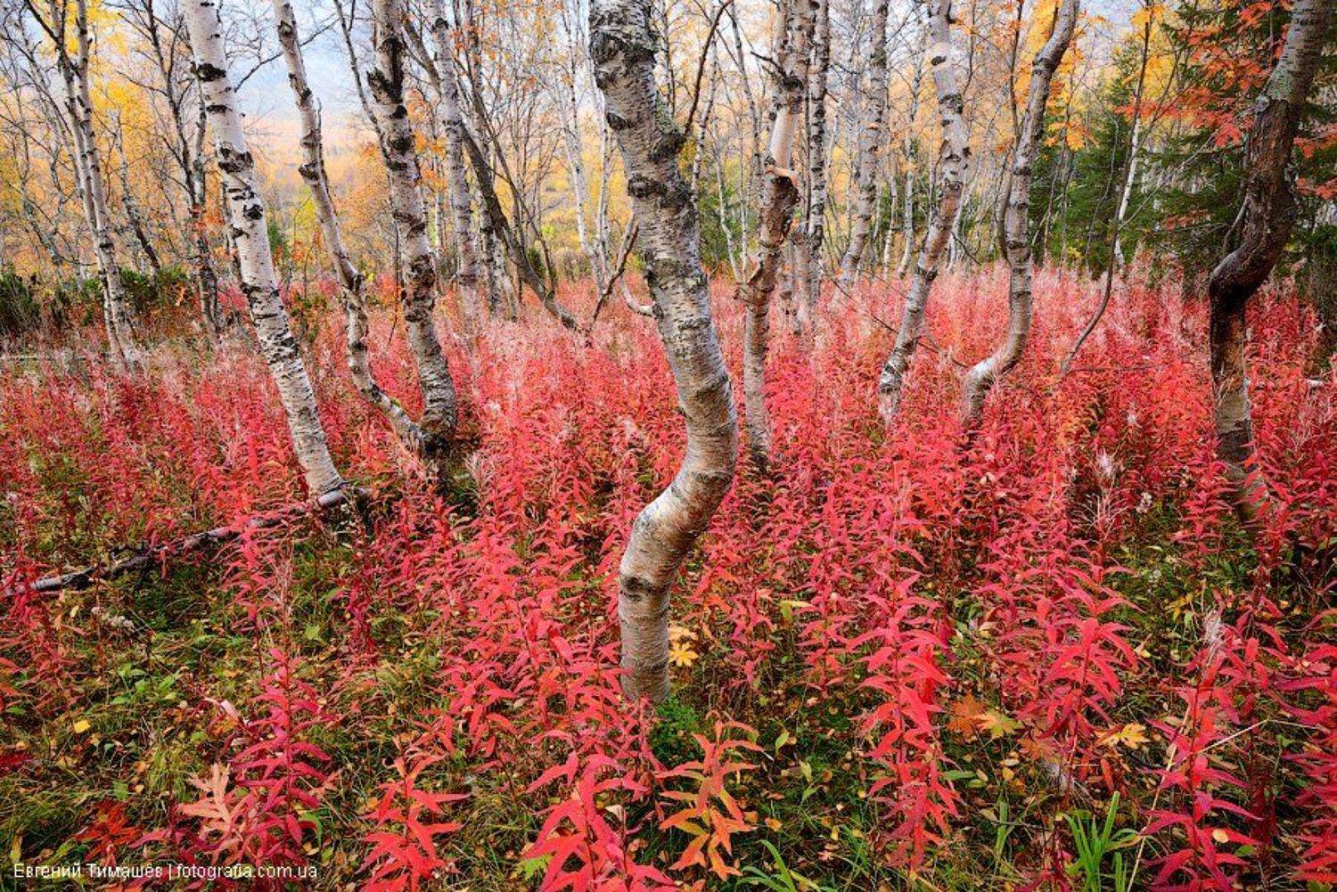 , Евгений Тимашёв