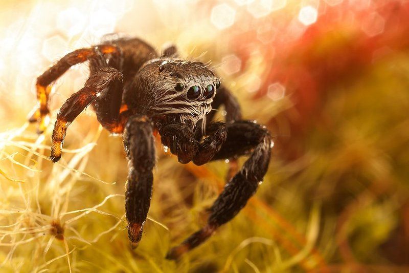 Cвечениеphoto preview