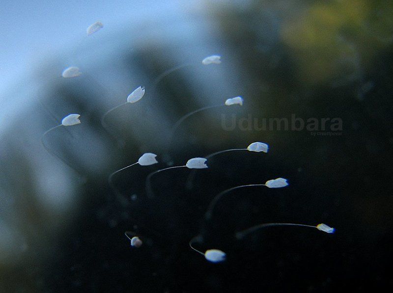 Udumbaraphoto preview