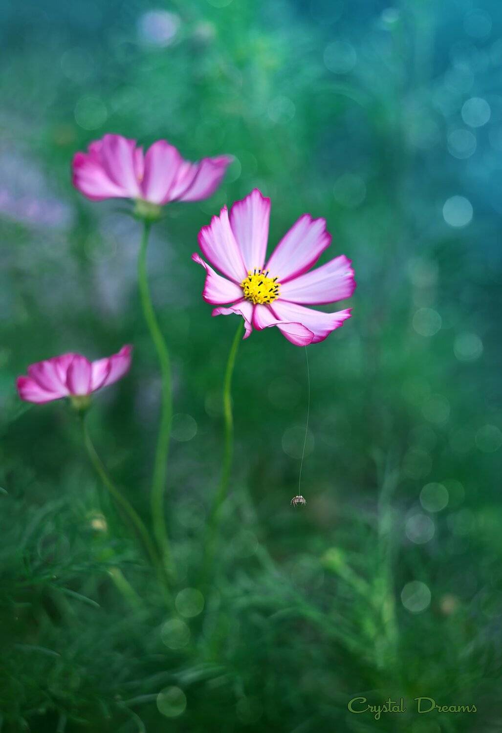 "Floral house". Автор: Татьяна Крылова , Татьяна Крылова