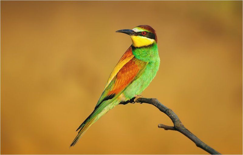 Wildlife, Золотистая щурка ***photo preview