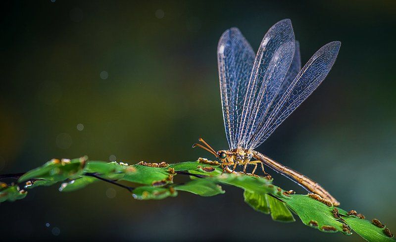 Однако!Муравьиный лев...photo preview