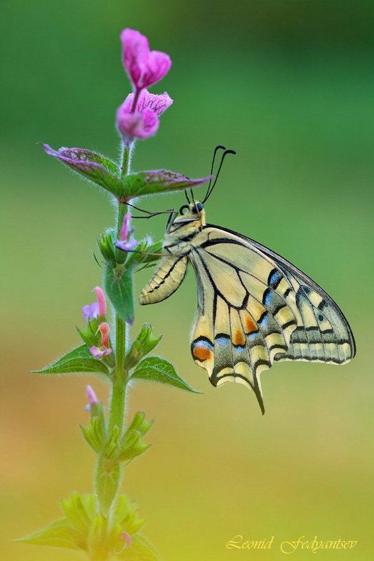 Этюд с махаоном второго поколения (2)photo preview