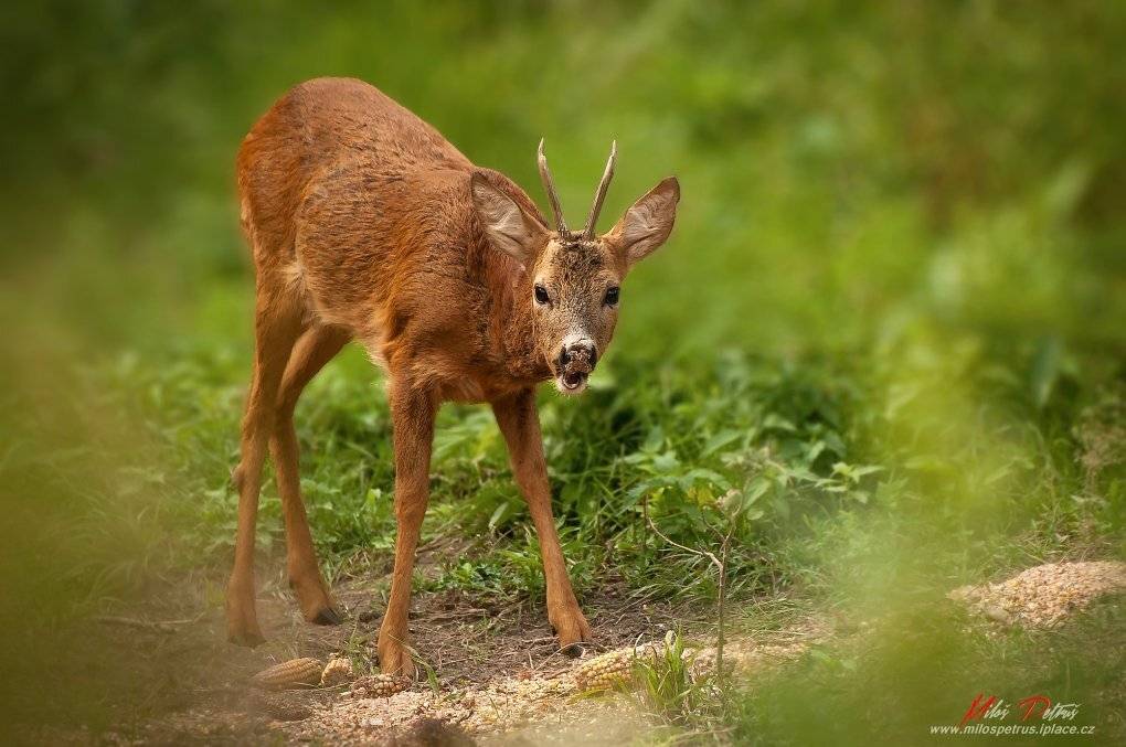 Pozvánka ka obedu. Автор: Miloš Petruš , Miloš Petruš