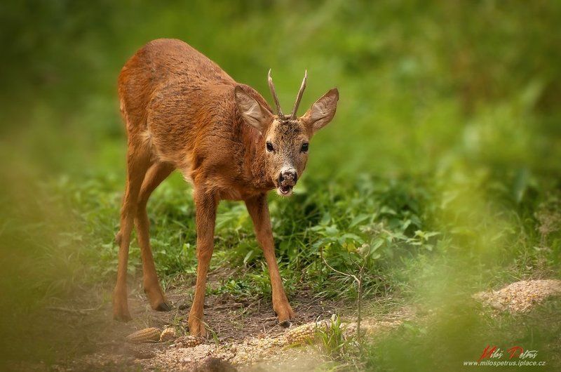 Pozvánka ka obeduphoto preview