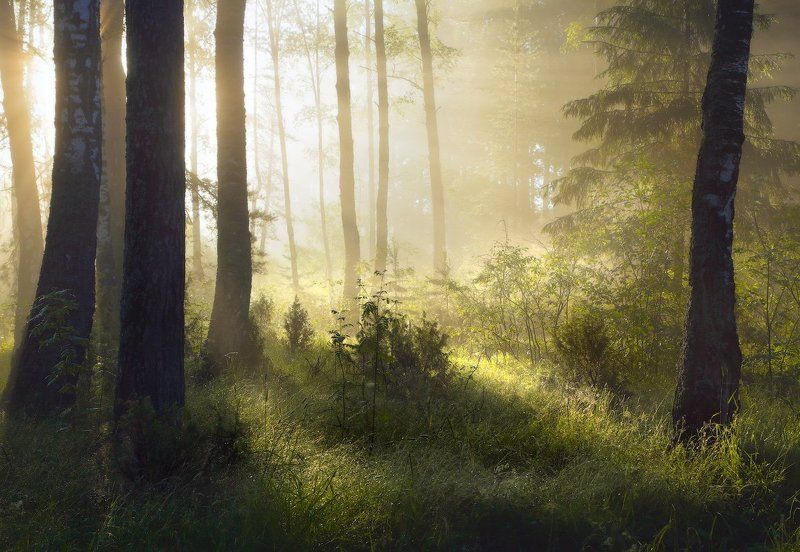 О мощности утренних лучейphoto preview