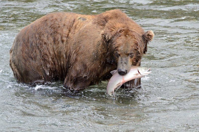 С добычейphoto preview