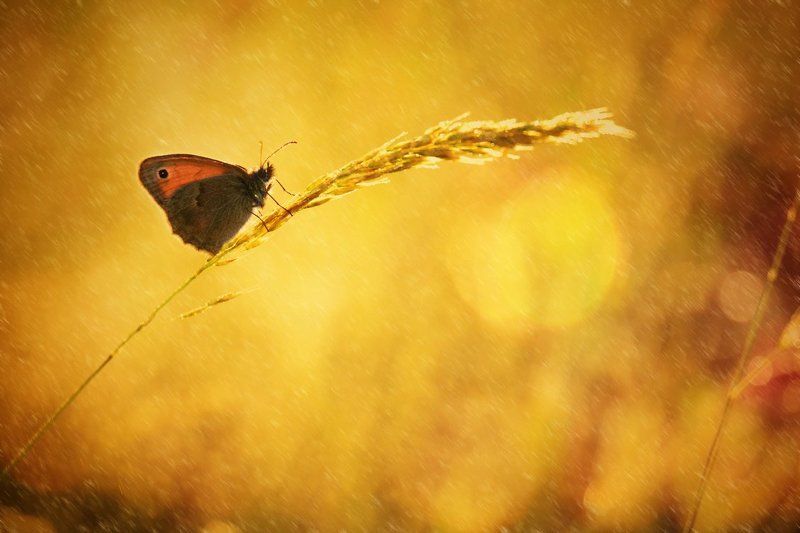 Прекрасное утроphoto preview