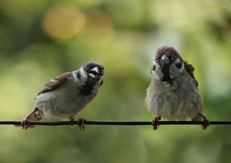 воробьи, птицы, животные Partisanenphoto preview