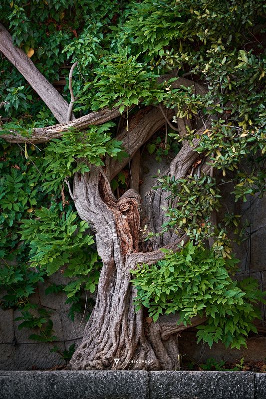 ливадийский дворец, ялта, крым Переплетениеphoto preview