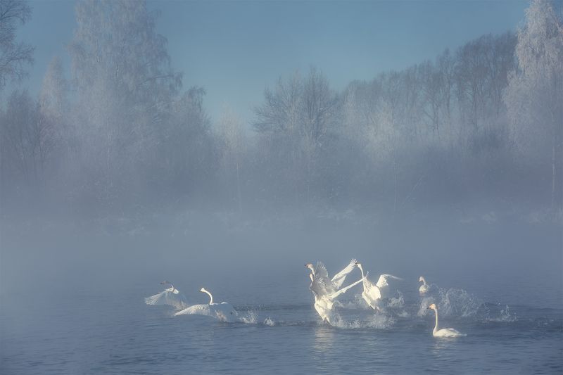 Лебедиphoto preview