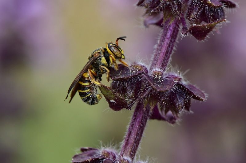 abelha, denis moura, mogi das cruzes, brasil, bee Polinizaçãophoto preview