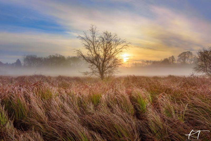 thick grass  tree  sunrise  light  autumn fog  atmosphere  landscape  nature  sky  clouds  sun  Photography  No People  Landscape - Scenery The beauty of the autumn sunrisephoto preview