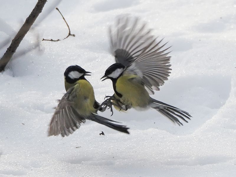 бои без правил 2photo preview