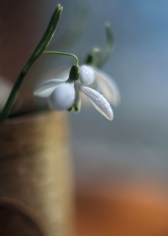 весна, акварель,макро,гелиос 44,беларусь, подснежники,старый объектив,ирина горюкина,беларусь Аптека счастья.. фото превью