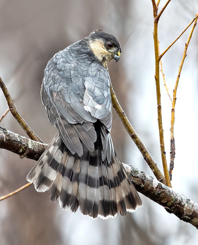 ястреб купера, cooper\\\'s hawk, hawk, ястреб, хишные птицы Ястреб купера - Cooper\'s hawkphoto preview