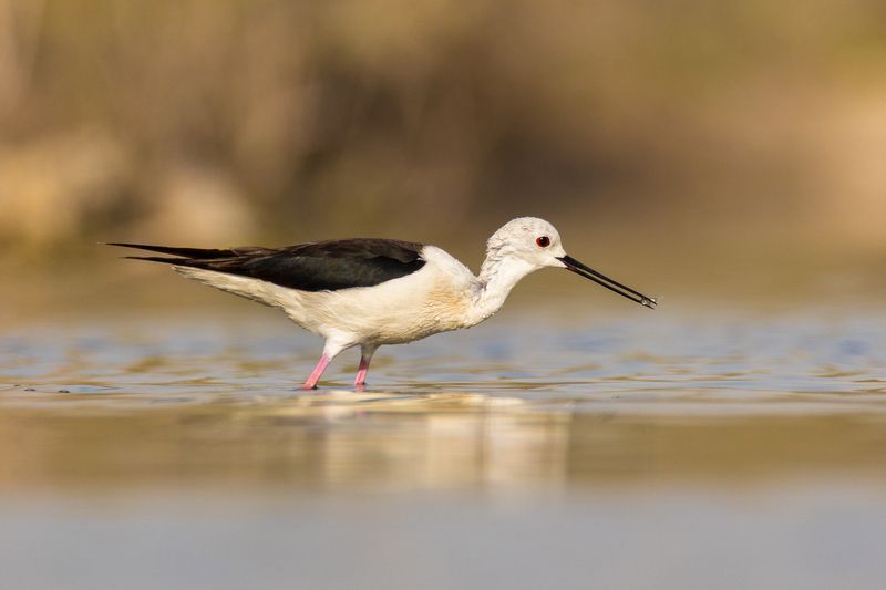 Birds of Bahrainphoto preview