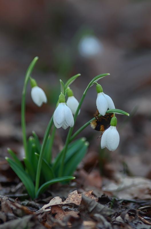 крым, севастополь, зима, подснежники, crimea, nature Февральphoto preview